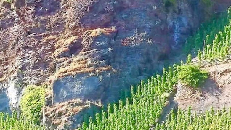 Weinleseveranstaltung in Erden